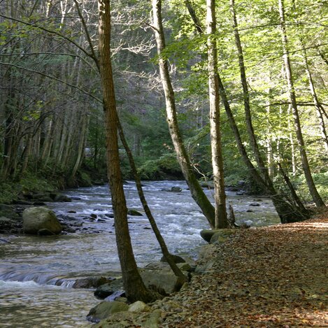 Herbstwanderung an der Schwarzen Sulm | Christa Ortner
