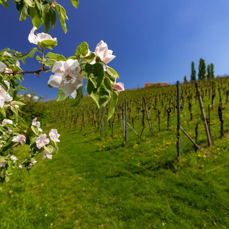 Blühende Südsteiermark | © Harry Schiffer Photodesign | Harry Schiffer