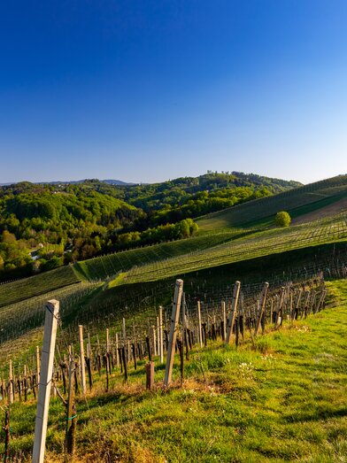 Frühlingsgefühle | © Tourismusverband Südsteiermark | Harry Schiffer