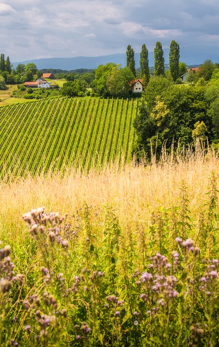 Blühende Südsteiermark | © Südsteiermark | Wolfgang Jauk