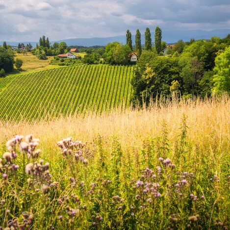 Blühende Südsteiermark | © Südsteiermark | Wolfgang Jauk