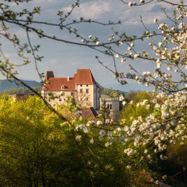 Man sieht das Schloss Seggau durch blühende Bäume hinweg