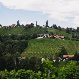 Blick auf die Weinberge der Schilcherweinstraße 