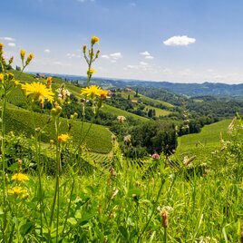 Die südsteirischen Weingärten mit einer sommerlichen Blumenwiese im Vordergrund