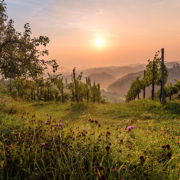 Südsteirischer Sommertraum | © Südsteiermark | Wolfgang Jauk