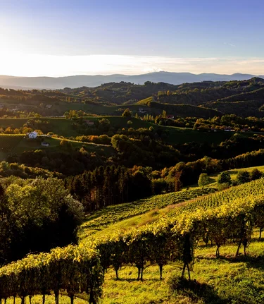 Ausblick über die Weinberger | © Südsteiermark Tourismus | Harry Schiffer