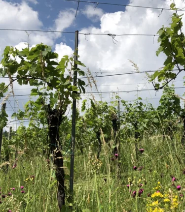 Biodynamischer Weingarten | © TVB Suedsteiermark | Jasmin Scheucher-Hack