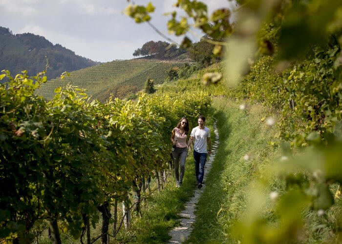 Wein erleben | © TV Südsteiermark | Tom Lamm