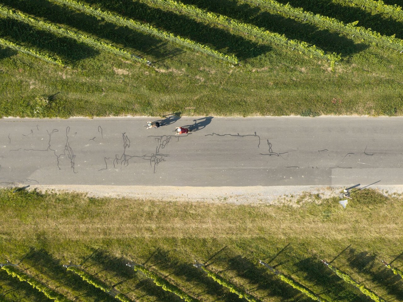 Zwei Radfahrer fahren auf einer Straße durch die sonnenbeschienenen Weinberge der Südsteiermark, aus der Vogelperspektive fotografiert.