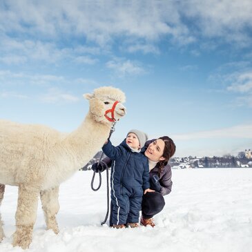 Kind & Mutter spazieren mit einem weißen Alpaka durch den Schnee