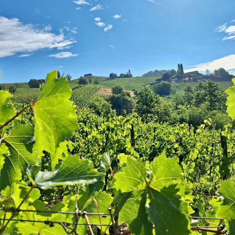 Weinberge in der Südsteirischen Weinstraße von Bio-Winzers Otto Knaus | © Servus TV | Brigitte Erhart/Degn Film