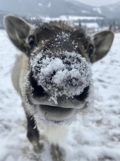 © Alpfox | Michelle Friedam