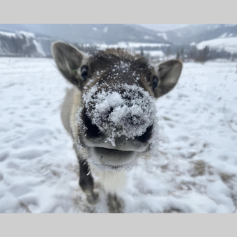 Rentierbussi | © Alpakas, Lamas und Rentiere zum Grünen See | Michelle Friedam
