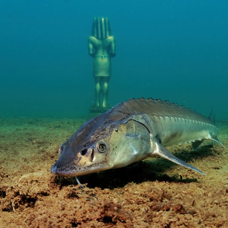Sibirischer Stör im Alpenaquarium Grüblsee | © Alpenaquarium Grüblsee | Heinz Toperczer