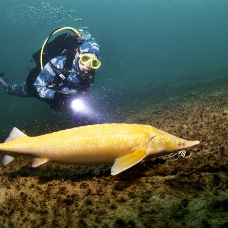 Albinostör im Grüblsee | © Alpenaquarium Grüblsee | Heinz Toperczer