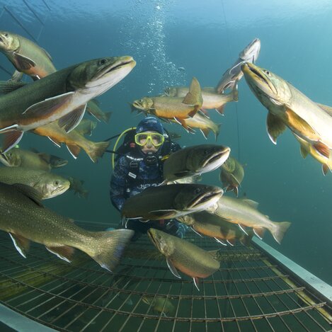 Streichelfische im Alpenaquarium Grüblsee | © Alpenaquarium Grüblsee | Heinz Toperczer