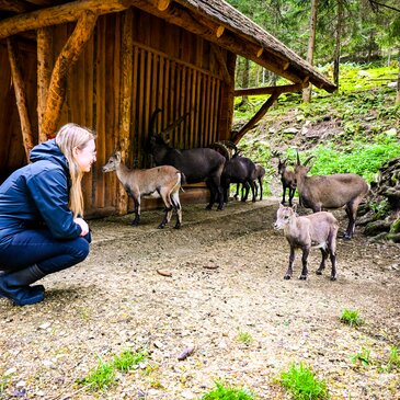 Sophie hockt im Steinbockgehege und schaut die Steinböcke an.