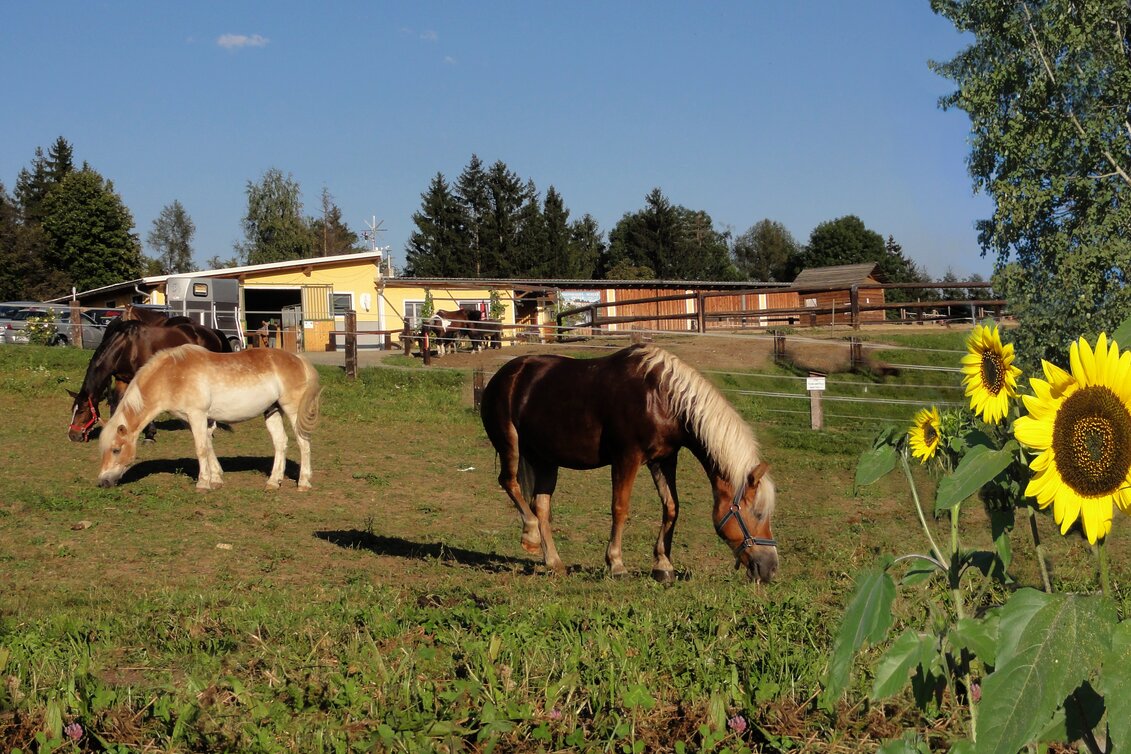 Eine Pferdeweide mit Pferden und dahinter der Pferdehof Scheer