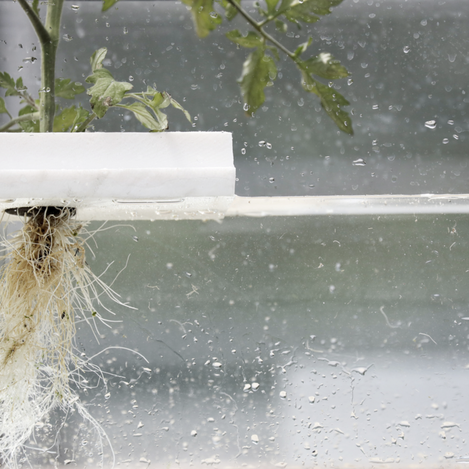 Wurzeln unter Wasser | © Martin Temmel | Katharina Wassler