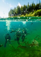 Drei Taucher unter Wasser inmitten eines Fischschwarms, darüber eine grüne Waldlandschaft unter blauem Himmel.