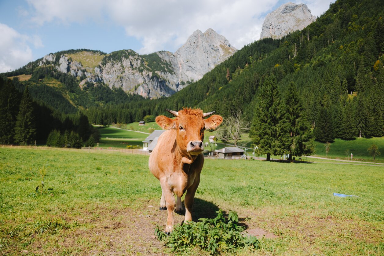 Sommer in Erzberg-Leoben | © Erzberg-Leoben | valantic Austria