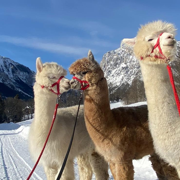 Alpaka Wanderung im Winter | © Erzberg-Leoben | Alpakas Zwanzleitner