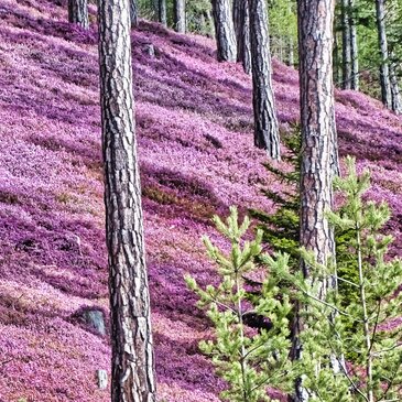 Erikablüte im Murtal