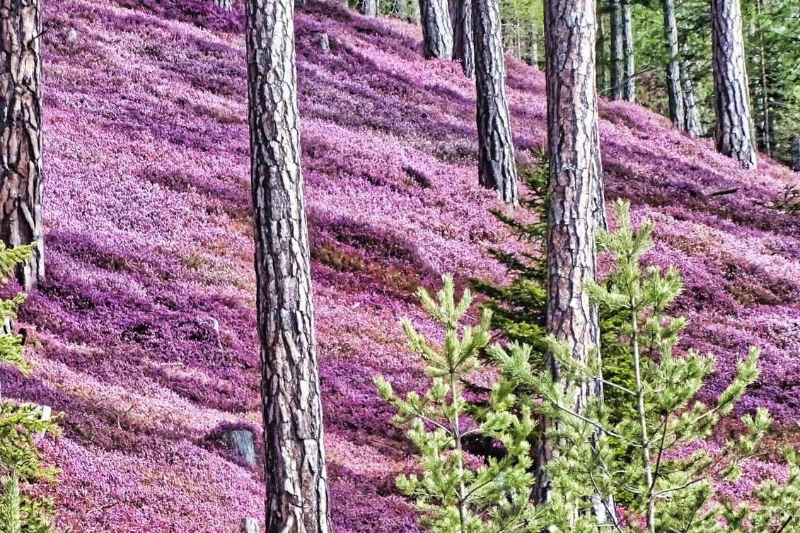 Erikablüte im Murtal in der Steiermark | © Weges OG | TV Murtal | Nur im Zusammenhang mit dem Tourismusverband Murtal/ der Erlebnisregion Murtal und der Erikablüte verwenden.