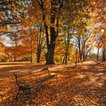 Baum Herbst Laub