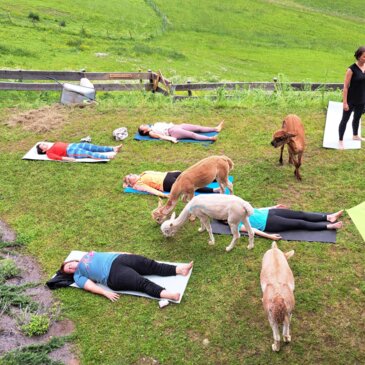 Alpakayoga - Wieserhof 
