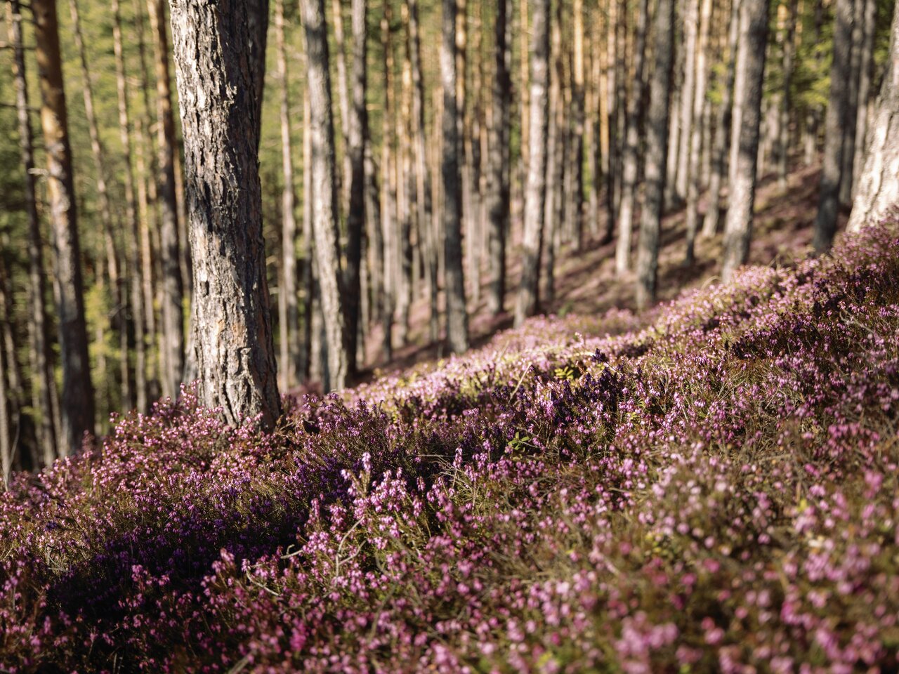 © Erlebnisregion Murtal |  Karl Steinegger