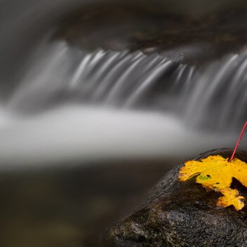 Wasser Herbstblatt | © Herbert Raffalt | TV Murtal