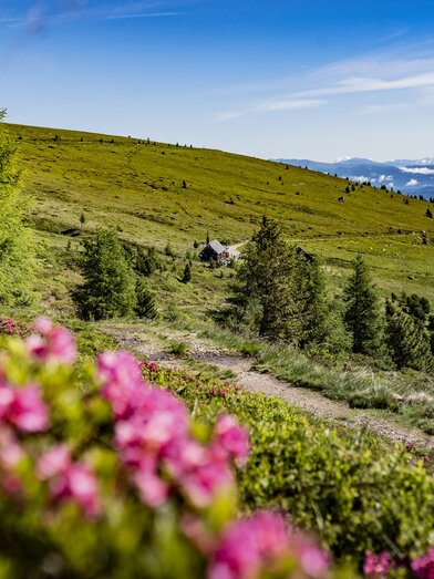Almrauschblüte | © Erlebnisregion Murtal | Anita Foessl