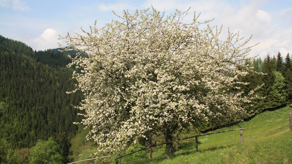Ein blühender Obstbaum auf einer Wiese
