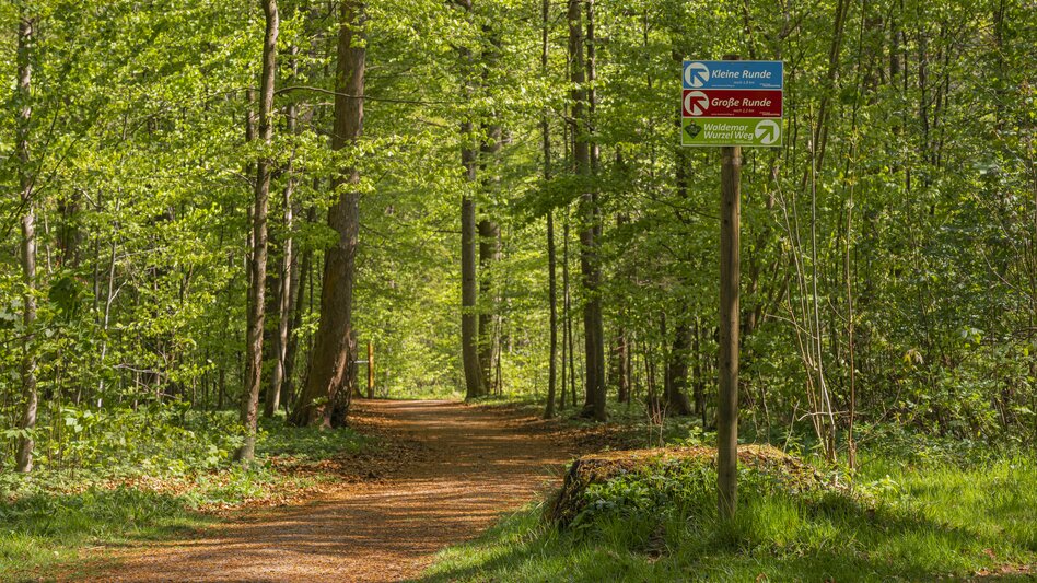 Ein Waldweg umgeben von Laubbäumen und Sträuchern, ein Wegweiser mit 3 Tafeln weist den Weg