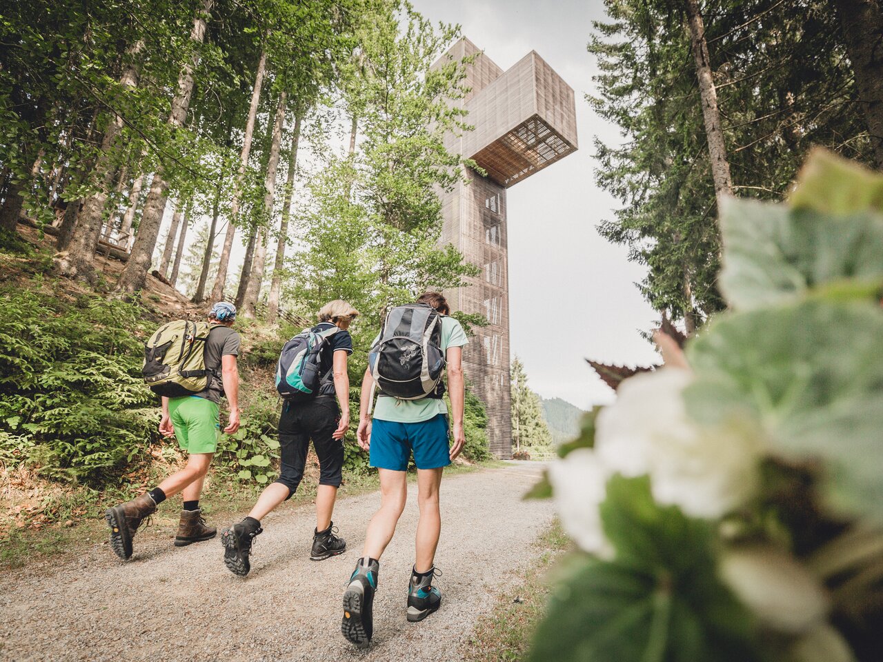 Drei Wandern die auf dem Weg zum größten Holzkreuz sind, sie gehen eine Forststraße entlang