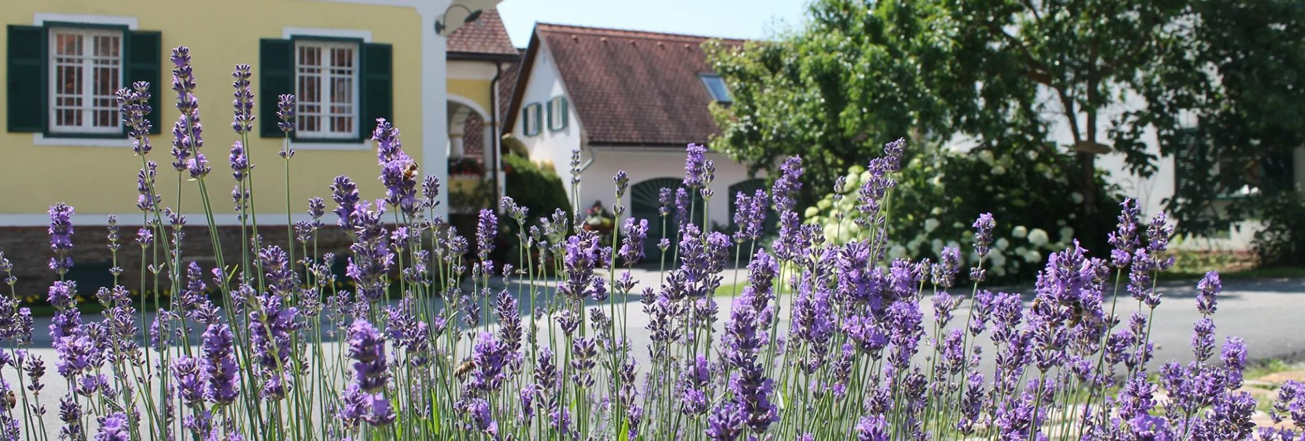 Blick in den beschatteten Innenhof des Betriebs Farmer Rabensteiner, im Vordergrund wächst Lavendel | © Farmer Rabensteiner