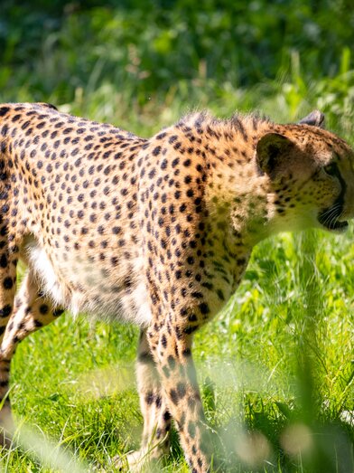 700 native and exotic animals live here | © Tierwelt Herberstein | Harry Schiffer