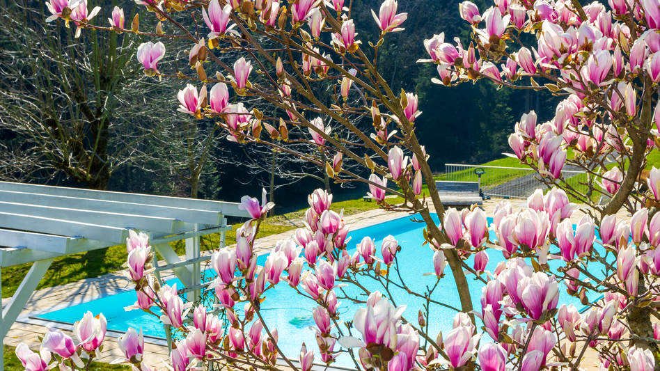 Frühling am Gut Moser mit Blick durch den blühenden Magnolienstrauch auf den Hotelpool