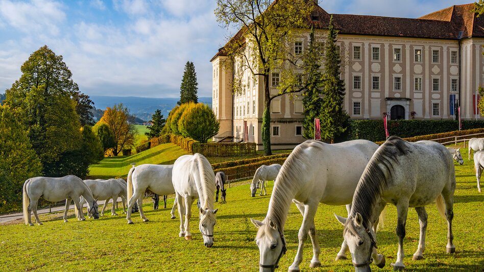 Lipizzanerstuten