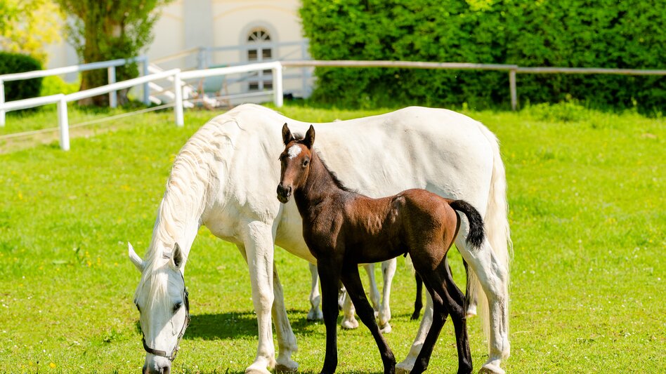Lipizzanerstute mit Fohlen