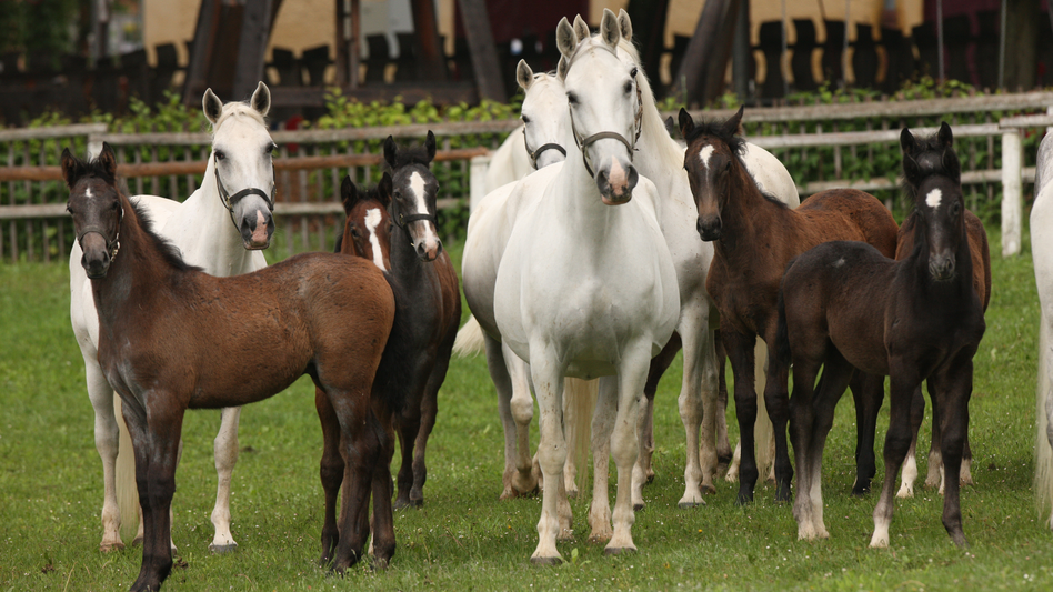 Lipizzanerstuten und Fohlen
