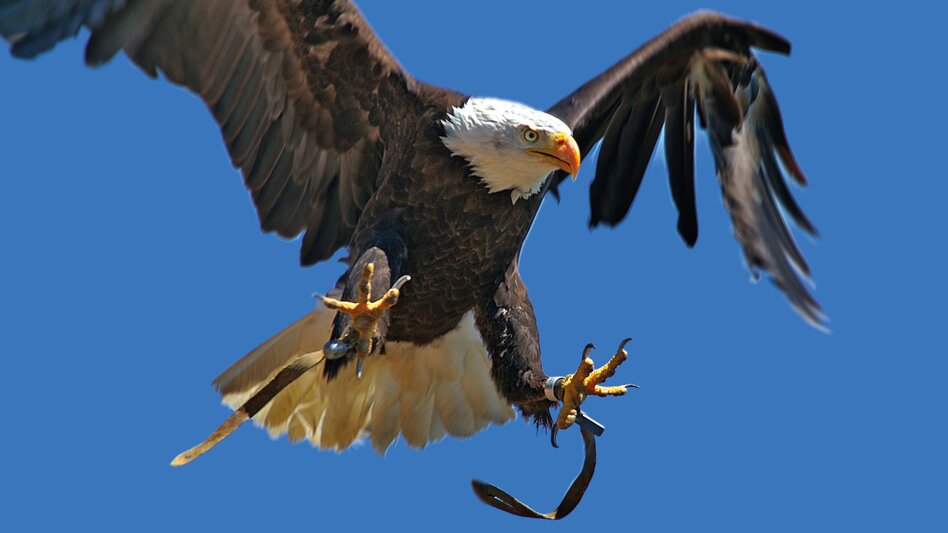 Greifvogelwarte Riegersburg