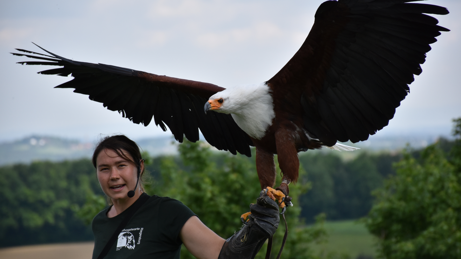 Weißkopfseeadler bei der Greifvogelflugschau