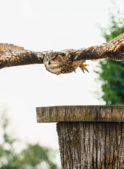 jUHU! Los geht's mit der Flugschau | © Die Riegersburg | Rudi FERDER