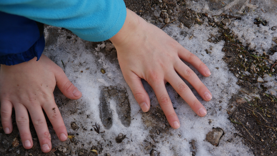 eine Kinderhand neben einer Tier-Fährte im Schnee im Nationalpark Gesäuse