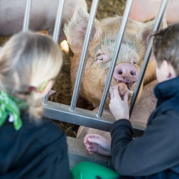 Kinder beim Schweinefüttern