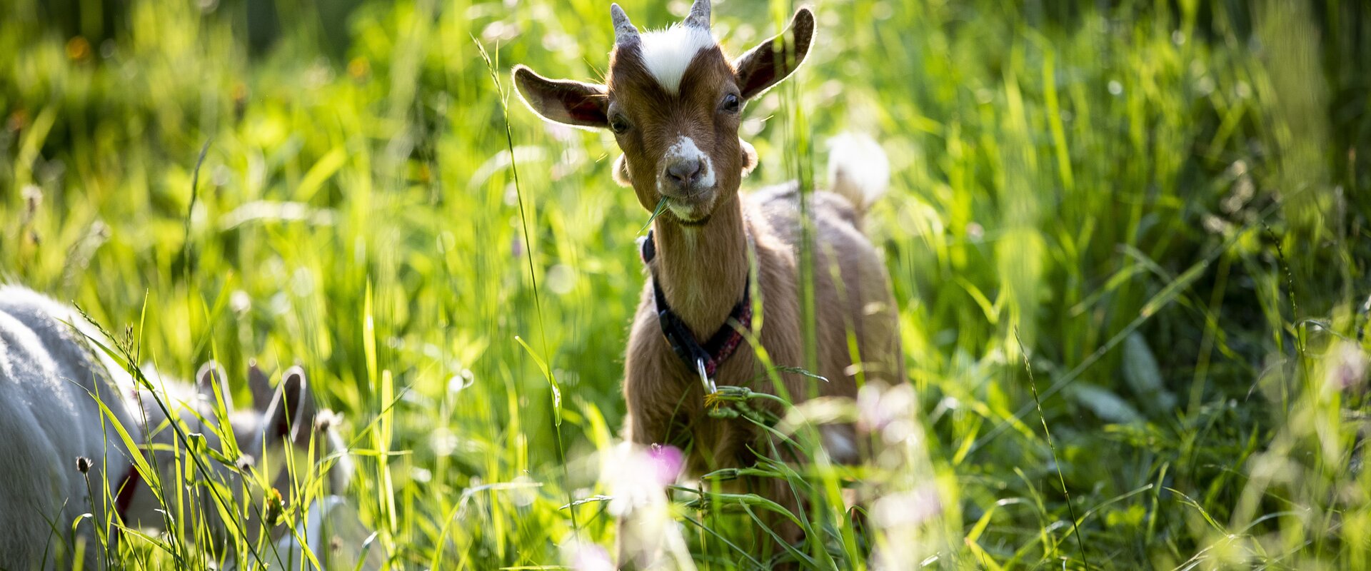 Eine Schönheit im Grünen | © Steiermark Tourismus / Tom Lamm | Tom Lamm