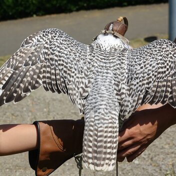 Gerfalke | O. Selinger