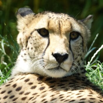 Gepard | O. Selinger